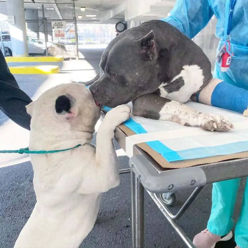 Dois cães se confortam quando são resgatados após a morte de seu responsável dois-caes-se-confortam-depois-de-acidente-fatal