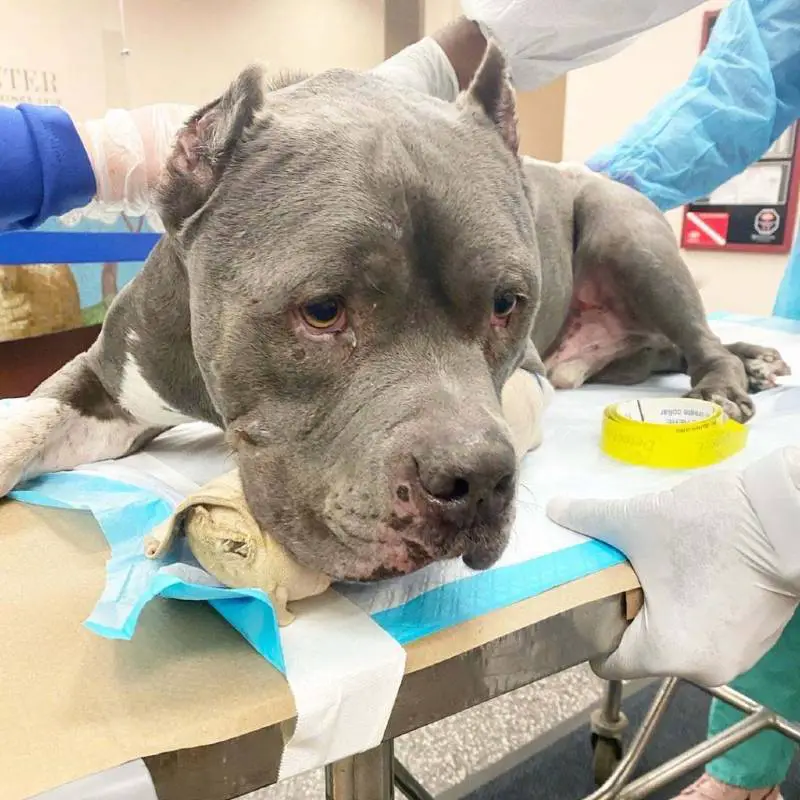 Dois cães se confortam quando são resgatados após a morte de seu responsável dois-caes-se-confortam-depois-de-acidente-fatal