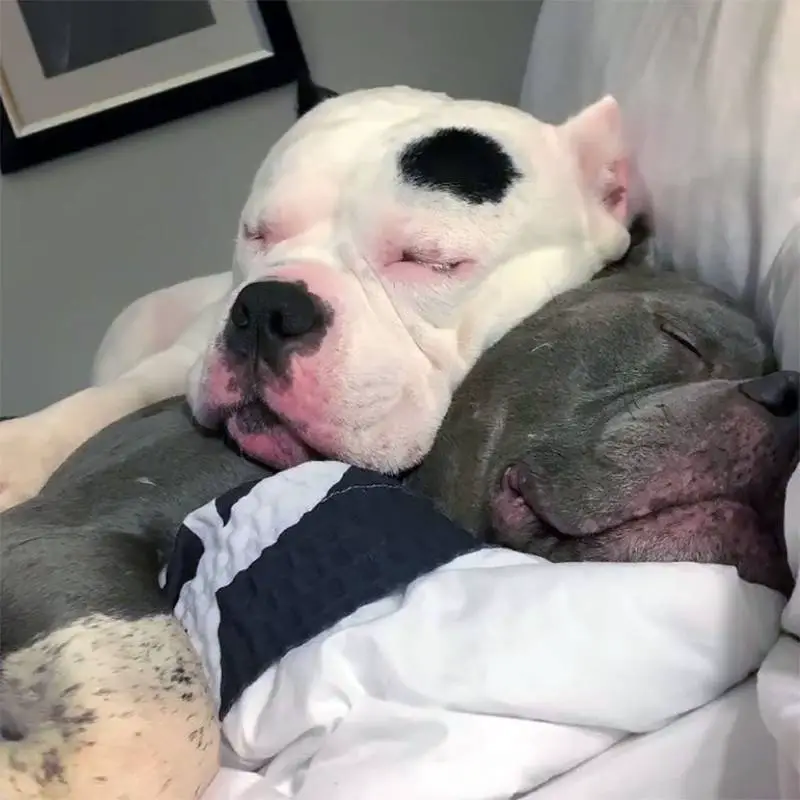 Dois cães se confortam quando são resgatados após a morte de seu responsável dois-caes-se-confortam-depois-de-acidente-fatal