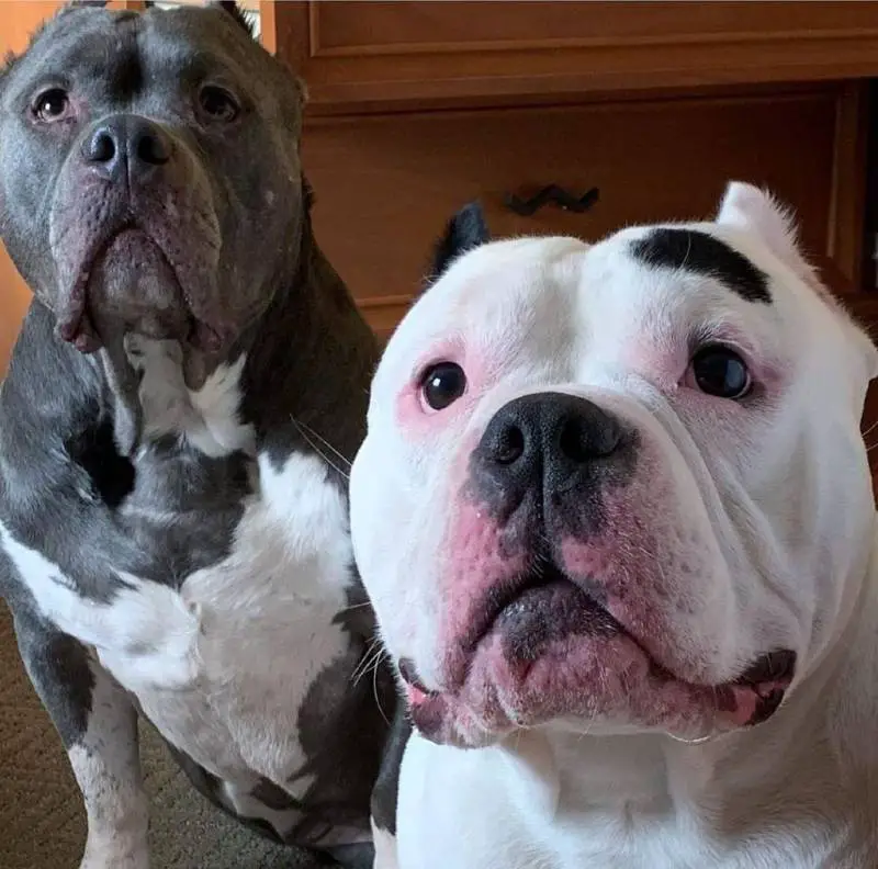 Dois cães se confortam quando são resgatados após a morte de seu responsável dois-caes-se-confortam-depois-de-acidente-fatal