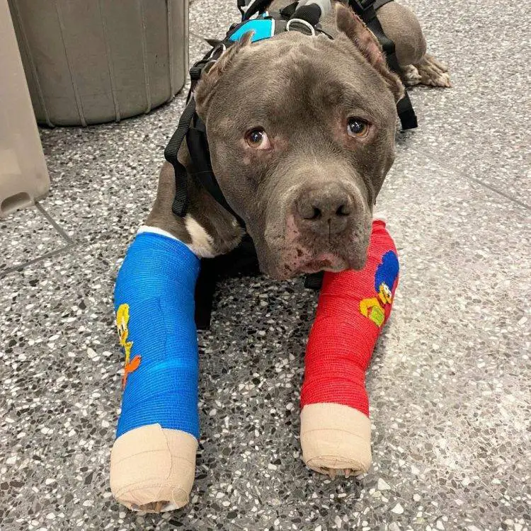 Dois cães se confortam quando são resgatados após a morte de seu responsável dois-caes-se-confortam-depois-de-acidente-fatal
