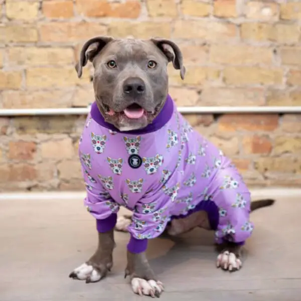 Empresa cria pijamas coloridos para pitbulls para ajudar a combater a má fama da raça empresa-de-Illinois-cria-pijamas-para-pitbulls