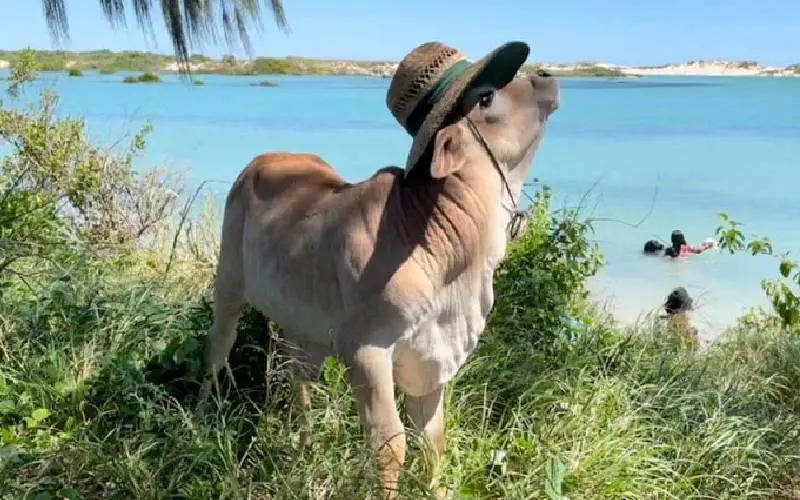 Este bezerro pensa que é um cachorro e é simplesmente fofo este-bezerro-pensa-que-e-um-cachorro