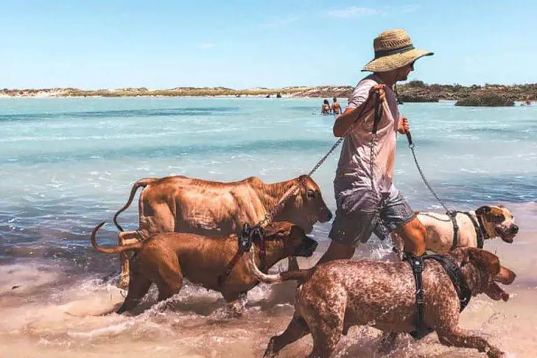 Este bezerro pensa que é um cachorro e é simplesmente fofo este-bezerro-pensa-que-e-um-cachorro