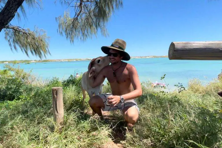 Este bezerro pensa que é um cachorro e é simplesmente fofo este-bezerro-pensa-que-e-um-cachorro
