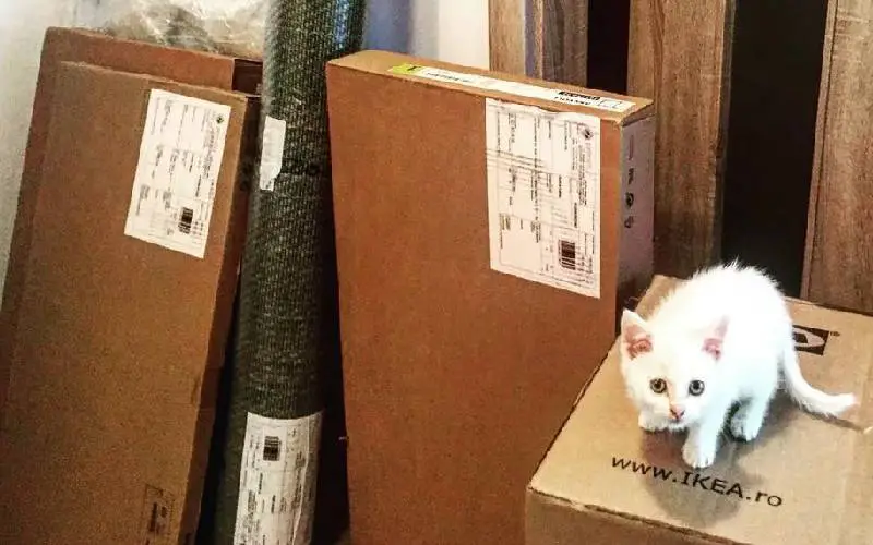 Gatinho perdido encontra família e se torna o melhor amigo do cachorrinho da casa Gatinho perdido encontra família e se torna o melhor amigo do cachorrinho da casa