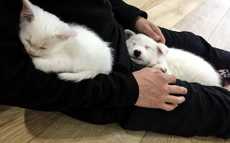 Gatinho perdido encontra família e se torna o melhor amigo do cachorrinho da casa Gatinho perdido encontra família e se torna o melhor amigo do cachorrinho da casa