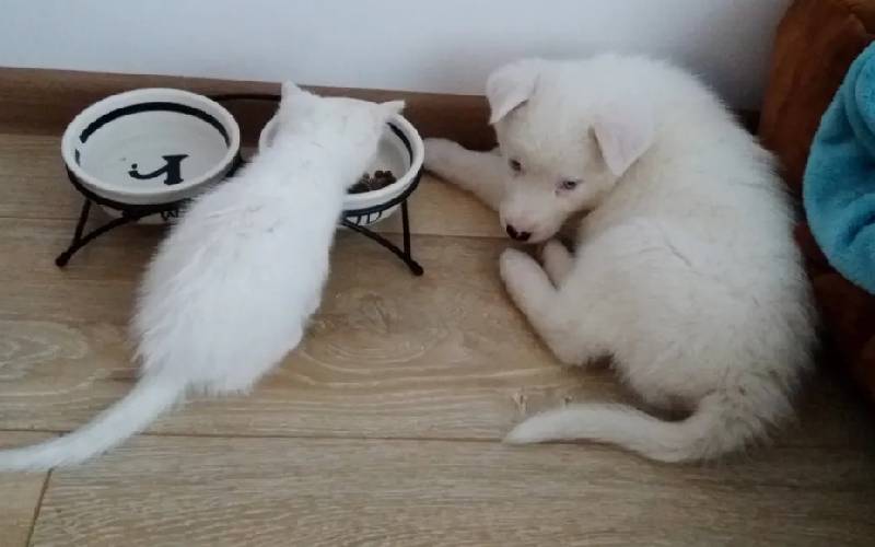 Gatinho perdido encontra família e se torna o melhor amigo do cachorrinho da casa Gatinho perdido encontra família e se torna o melhor amigo do cachorrinho da casa