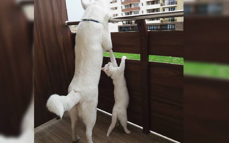 Gatinho perdido encontra família e se torna o melhor amigo do cachorrinho da casa Gatinho perdido encontra família e se torna o melhor amigo do cachorrinho da casa