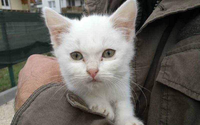 Gatinho perdido encontra família e se torna o melhor amigo do cachorrinho da casa Gatinho perdido encontra família e se torna o melhor amigo do cachorrinho da casa