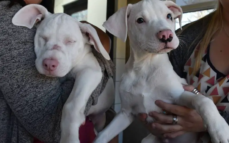 Cãozinho abandonado se torna cão-guia da irmã cega e surda Cãozinho abandonado se torna cão-guia da irmã cega e surda