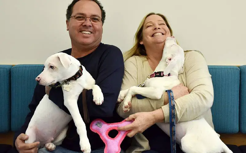 Cãozinho abandonado se torna cão-guia da irmã cega e surda Cãozinho abandonado se torna cão-guia da irmã cega e surda