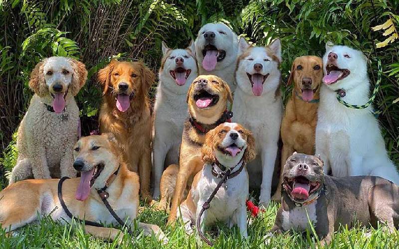 Fotos de cachorros de creche surpreendem internautas