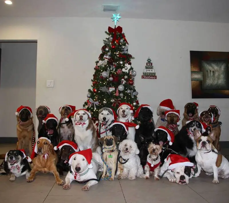 Fotos de cachorros de creche surpreendem internautas