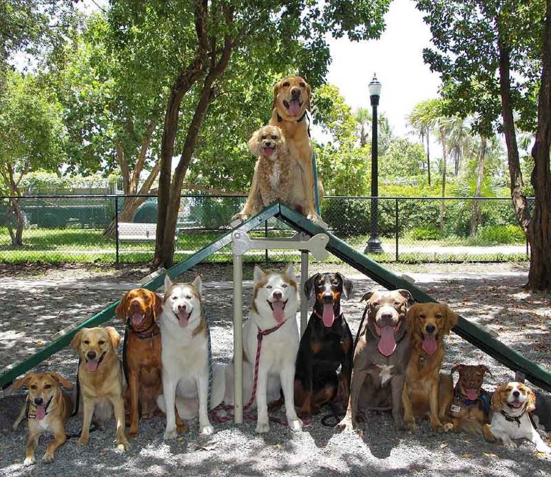 Fotos de cachorros de creche surpreendem internautas