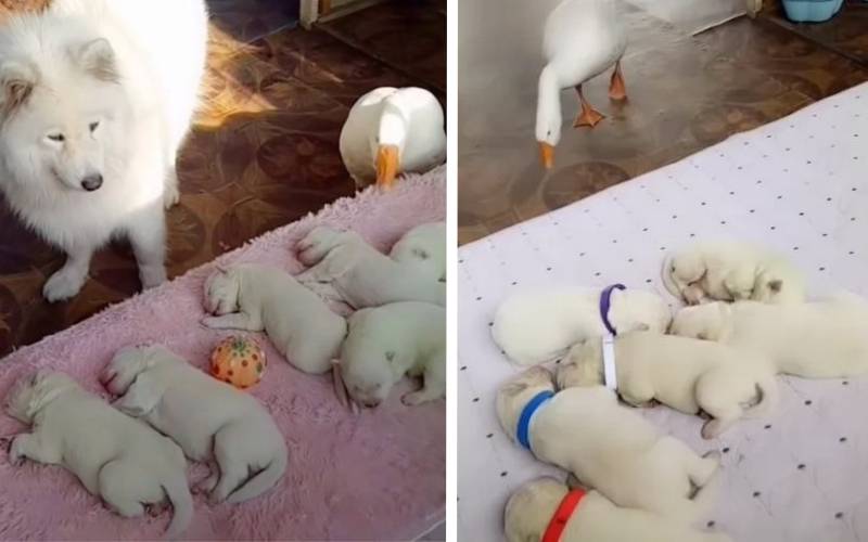 Uma gansa cuida de cachorrinhos recém nascidos para que a cadela possa descansar após o parto gansa-se-tornou-baba-de-cachorrinhos