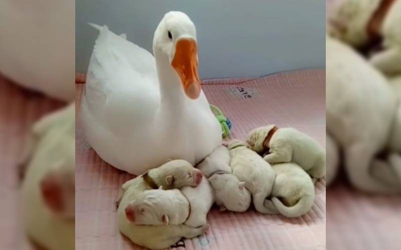 Uma gansa cuida de cachorrinhos recém nascidos para que a cadela possa descansar após o parto gansa-se-tornou-baba-de-cachorrinhos