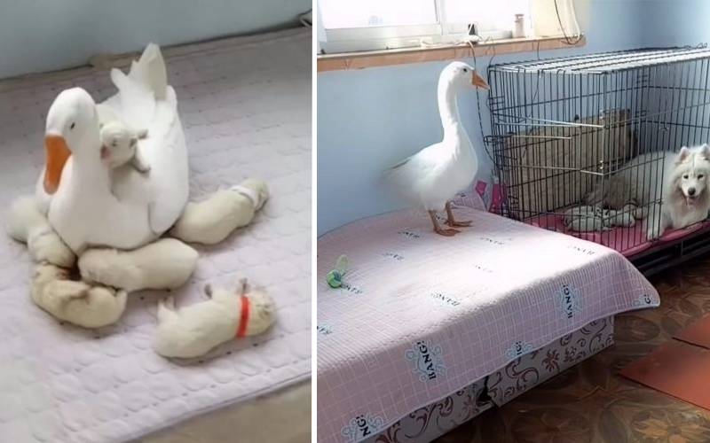 Uma gansa cuida de cachorrinhos recém nascidos para que a cadela possa descansar após o parto gansa-se-tornou-baba-de-cachorrinhos