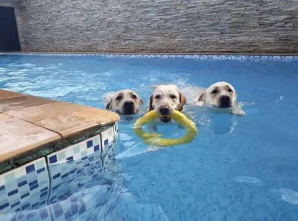 Golden retriever viraliza ao brincar com boia de flamingo golden-retriever-viraliza-ao-brincar-com-boia-de-flamingo
