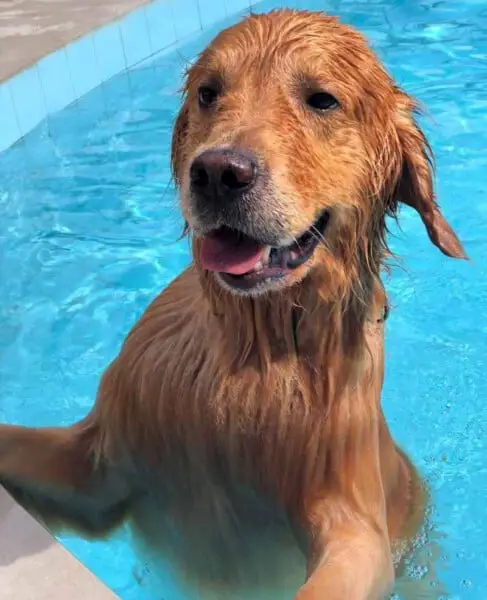 Golden retriever viraliza ao brincar com boia de flamingo golden-retriever-viraliza-ao-brincar-com-boia-de-flamingo