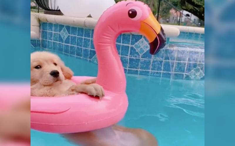 Golden retriever viraliza ao brincar com boia de flamingo golden-retriever-viraliza-ao-brincar-com-boia-de-flamingo