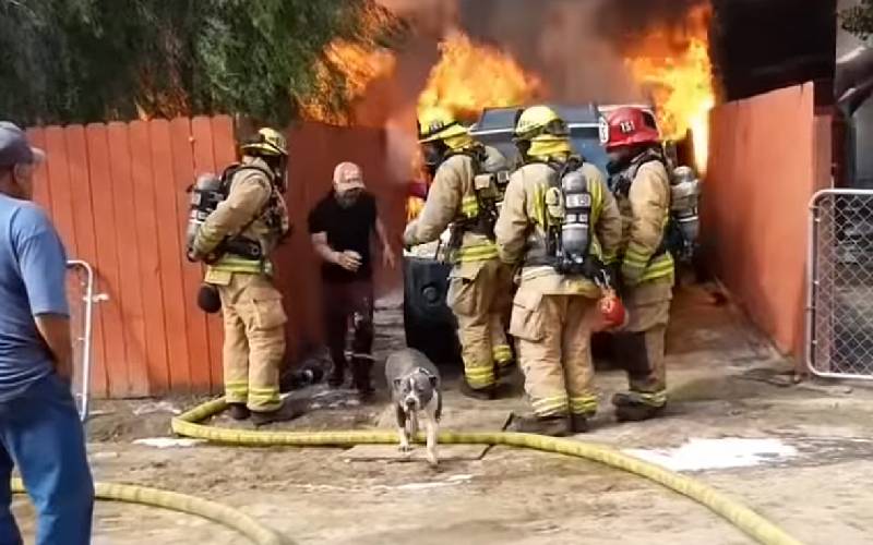 Homem arrisca a vida em incêndio para salvar sua amada cachorra