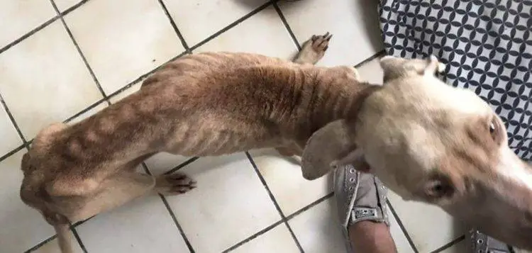 Homem pula cerca para "roubar" cachorro acorrentado e muito doente homem-pula-cerca-para-roubar-cachorro-acorrentado-e-doente