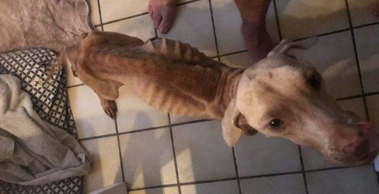 Homem pula cerca para "roubar" cachorro acorrentado e muito doente homem-pula-cerca-para-roubar-cachorro-acorrentado-e-doente