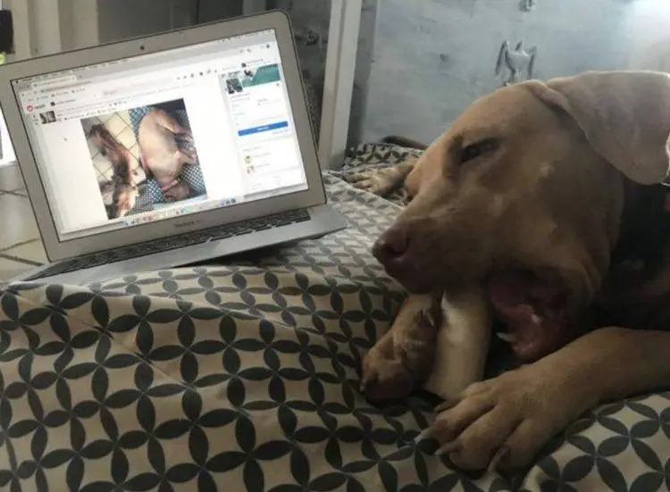 Homem pula cerca para "roubar" cachorro acorrentado e muito doente homem-pula-cerca-para-roubar-cachorro-acorrentado-e-doente