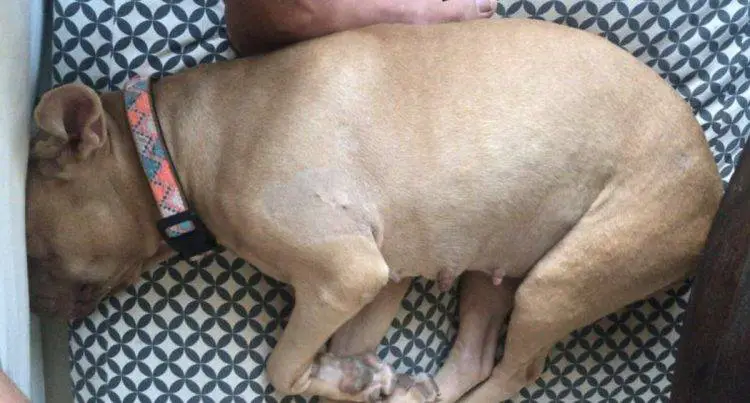 Homem pula cerca para "roubar" cachorro acorrentado e muito doente homem-pula-cerca-para-roubar-cachorro-acorrentado-e-doente