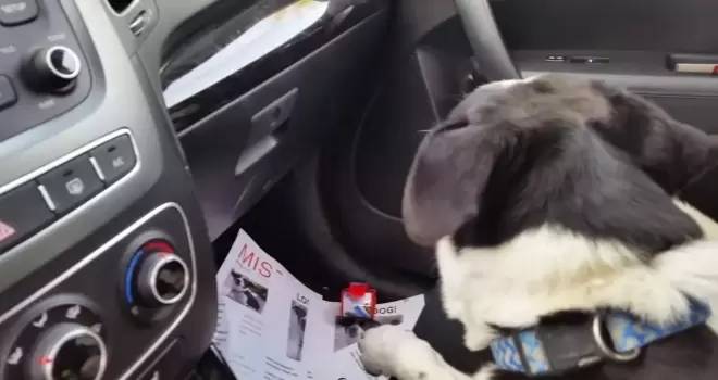 Homem chora de alegria ao reencontra cachorro que ficou perdido por 12 dias homem-reencontra-cachorro-perdido-por-12-dias