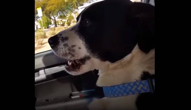 Homem chora de alegria ao reencontra cachorro que ficou perdido por 12 dias homem-reencontra-cachorro-perdido-por-12-dias