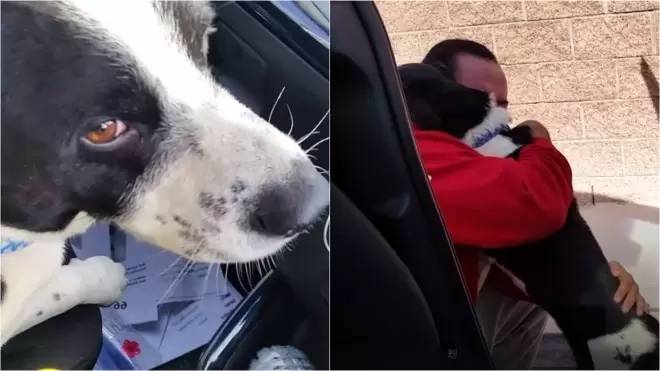 Homem chora de alegria ao reencontra cachorro que ficou perdido por 12 dias homem-reencontra-cachorro-perdido-por-12-dias
