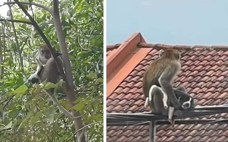 macaco-sequestra-filhote-de-cachorro