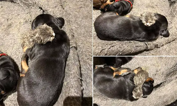 Mamãe doberman adota um gatinho órfão como um de seus próprios filhos Mamãe doberman adota um gatinho órfão como um de seus próprios filhos