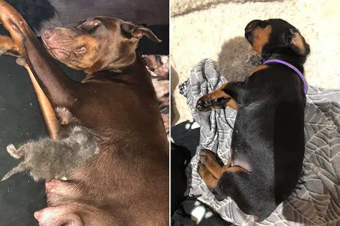 Mamãe doberman adota um gatinho órfão como um de seus próprios filhos Mamãe doberman adota um gatinho órfão como um de seus próprios filhos