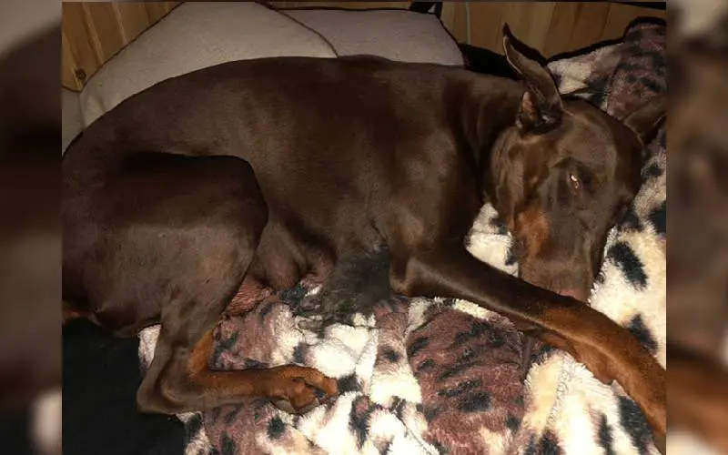 Mamãe doberman adota um gatinho órfão como um de seus próprios filhos Mamãe doberman adota um gatinho órfão como um de seus próprios filhos