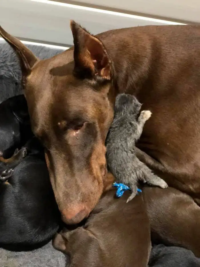 Mamãe doberman adota um gatinho órfão como um de seus próprios filhos Mamãe doberman adota um gatinho órfão como um de seus próprios filhos