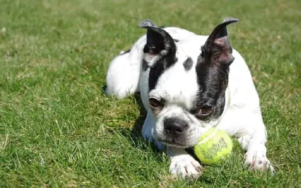 As 15 melhores raças de cães para idosos melhores-racas-caes-para-idosos-boston-terrier