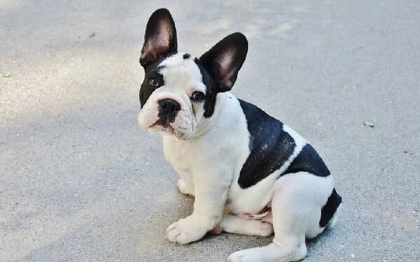 As 15 melhores raças de cães para idosos melhores-racas-caes-para-idosos-buldogue-frances
