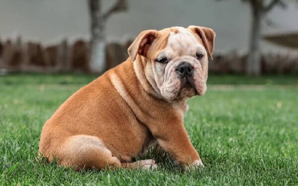 As 15 melhores raças de cães para idosos melhores-racas-caes-para-idosos-buldogue-ingles