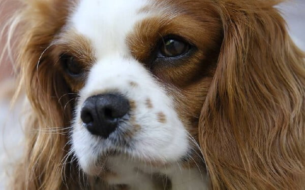 As 15 melhores raças de cães para idosos melhores-racas-caes-para-idosos-cavalier-king-charles