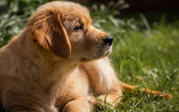 As 15 melhores raças de cães para idosos melhores-racas-caes-para-idosos-golden-retriever