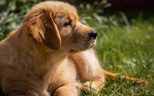 melhores-racas-caes-para-idosos-golden-retriever