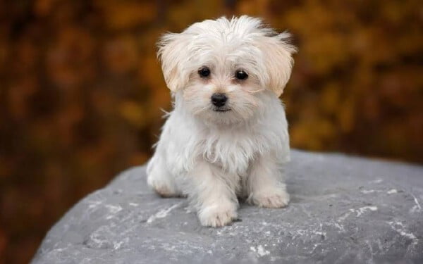 As 15 melhores raças de cães para idosos melhores-racas-caes-para-idosos-maltes