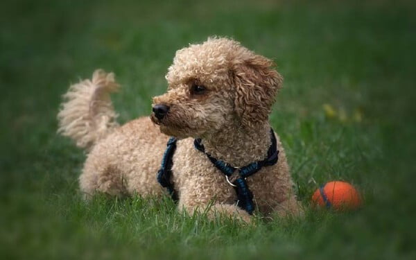 As 15 melhores raças de cães para idosos melhores-racas-caes-para-idosos-poodle