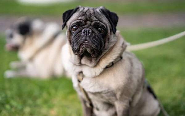 As 15 melhores raças de cães para idosos melhores-racas-caes-para-idosos-pug