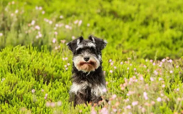 As 15 melhores raças de cães para idosos melhores-racas-caes-para-idosos-schnauzer
