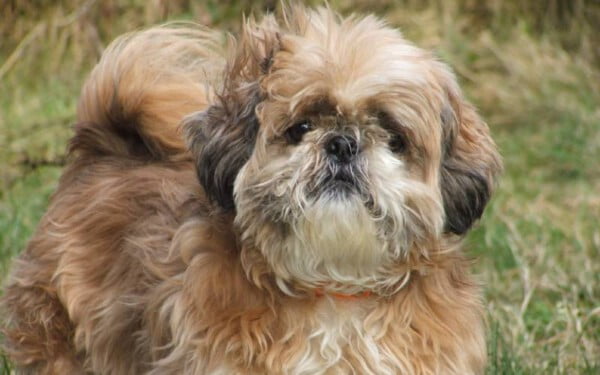 melhores-racas-caes-para-idosos-shih-tzu