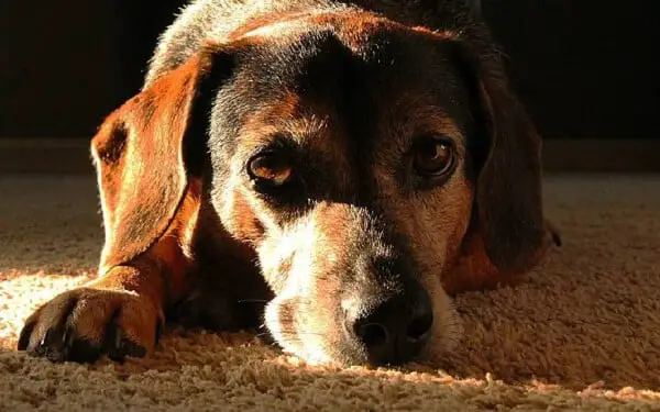 As 15 melhores raças de cães para idosos melhores-racas-caes-para-idosos-vira-latas